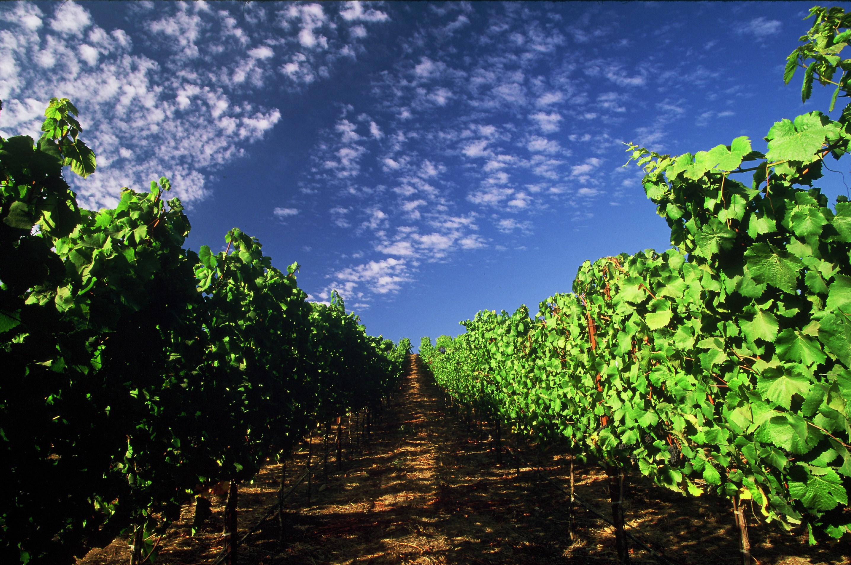 TSG Consumer Partners Acquires Duckhorn Wine Company — TSG Consumer